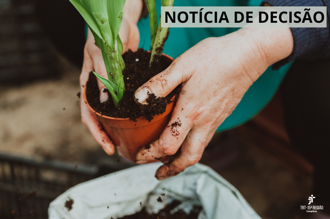 No momento, você está visualizando 10ª Câmara mantém sentença que rejeitou pedido de adicional de insalubridade em cultivo de plantas ornamentais